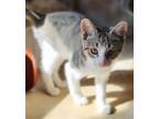 Adopt Deana a Brown Tabby Domestic Shorthair (short coat) cat in Upper Falls