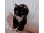 Adopt LuLu (Courtesy Post) a Black & White or Tuxedo Domestic Shorthair / Mixed