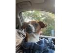 Adopt Odie a Mixed Breed
