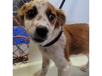 Adopt Ralphie a Brown/Chocolate - with White Brittany / Beagle dog in Vail