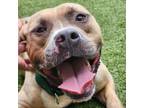 Adopt Cornelius a Brown/Chocolate Pit Bull Terrier / Mixed dog in Greensboro