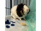 Adopt Mama Odie a Guinea Pig small animal in Riverside, RI (39008590)
