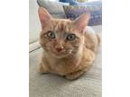 Adopt Bella a Orange or Red Domestic Shorthair / Mixed (short coat) cat in
