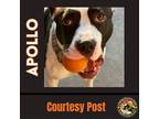 Adopt APOLLO #2 a White - with Black Pit Bull Terrier / Mixed dog in Chandler