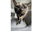 Adopt Sage a Tortoiseshell American Shorthair / Mixed (medium coat) cat in