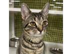 Adopt Maggie a Gray, Blue or Silver Tabby Domestic Shorthair / Mixed cat in
