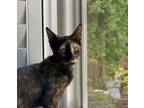 Adopt Clementine a Tortoiseshell Domestic Shorthair (short coat) cat in San