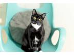 Adopt Moe a Black & White or Tuxedo Domestic Shorthair / Mixed (short coat) cat