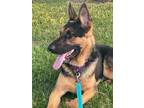 Adopt Owen a German Shepherd Dog / Mixed dog in Xenia, OH (39007244)
