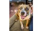Adopt Karl a Mixed Breed (Medium) dog in San Diego, CA (39074654)