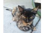 Adopt Tortillini a Tortoiseshell Domestic Shorthair (short coat) cat in Modesto