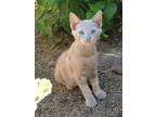 Adopt Milky a Orange or Red Domestic Shorthair (short coat) cat in Modesto