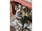 Adopt Brenda a Brown/Chocolate - with Tan Labrador Retriever dog in Cortez