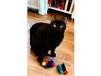 Adopt Newport a All Black Domestic Shorthair / Mixed (short coat) cat in