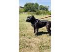 Adopt Sweet Pea a Black American Pit Bull Terrier / Mixed Breed (Medium) / Mixed