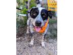 Adopt Santiago a White - with Black Australian Cattle Dog / Mixed dog in Denver