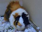 Adopt FIRESPIN a Guinea Pig (medium coat) small animal in Denver, CO (39050982)