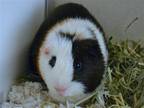 Adopt BOO a Guinea Pig (medium coat) small animal in Denver, CO (39062219)