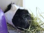 Adopt BIPPITY a Guinea Pig (medium coat) small animal in Denver, CO (39062217)