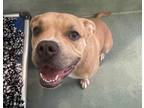 Adopt Layla a American Staffordshire Terrier / Mixed dog in Raleigh