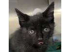 Adopt Bitty a All Black Domestic Shorthair / Mixed cat in Cumming, GA (39075589)