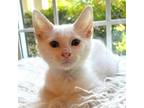 Adopt Snowball 2 a White Domestic Shorthair / Mixed cat in Cumming