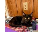 Adopt Kitten 24430 (Kimmie) a All Black Domestic Shorthair (short coat) cat in