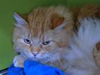 Adopt CHURRO a Domestic Mediumhair / Mixed (medium coat) cat in Denver
