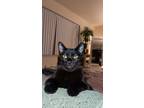 Adopt Chanel a Black (Mostly) Tabby (medium coat) cat in Madison Heights