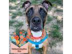 Adopt Charity a Tan/Yellow/Fawn Boxer / Mixed dog in Baltimore, MD (38920704)