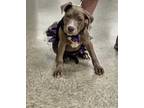 Adopt Harlow a Tan/Yellow/Fawn - with White Pit Bull Terrier / Mixed dog in