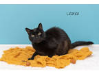 Adopt Licorice a All Black Domestic Shorthair / Domestic Shorthair / Mixed cat