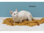 Adopt Herman a White Domestic Shorthair / Domestic Shorthair / Mixed cat in