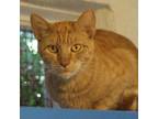 Adopt Betty a Orange or Red Domestic Shorthair / Mixed cat in Long Beach