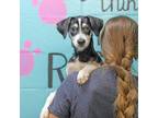 Adopt Jim a Black Husky / Mixed dog in Abilene, TX (38952370)