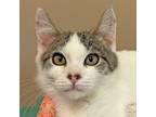 Adopt Braum a White (Mostly) Domestic Shorthair / Mixed (short coat) cat in