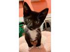 Adopt Slippers a Domestic Shorthair / Mixed (short coat) cat in LaBelle