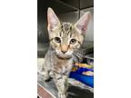 Adopt George a Domestic Shorthair / Mixed (short coat) cat in LaBelle