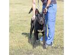 Adopt Oakley a Black Labrador Retriever / Mixed dog in Abilene, TX (39064364)