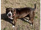 Adopt Missy a American Pit Bull Terrier / Mixed dog in LaBelle, FL (36777421)