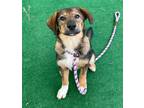 Adopt Shoes a Shepherd (Unknown Type) / Mixed Breed (Medium) / Mixed dog in