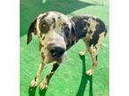 Adopt Chief a Great Dane / Mixed dog in Warren, MI (39058996)