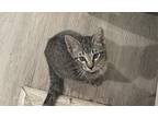 Adopt Daisy a Black (Mostly) Domestic Mediumhair / Mixed (short coat) cat in