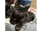 Adopt Bob a All Black Domestic Shorthair / Mixed cat in Merriam, KS (38940656)