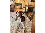 Adopt Callie a White - with Brown or Chocolate Great Dane / Mixed dog in