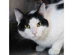 Adopt Mr. Moo - Bonded Buddies With Oreo a Domestic Shorthair / Mixed cat in Des