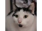 Adopt Oreo - Bonded Buddies With Mr. Moo a Domestic Shorthair / Mixed cat in Des