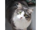 Adopt Sophia - Bonded Buddies With Nina a Domestic Mediumhair / Mixed cat in Des