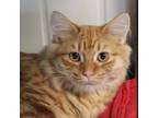 Adopt Beast - Bonded Buddies W/ Orange Crush a Domestic Mediumhair / Mixed cat