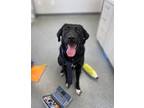 Adopt Antione a Labrador Retriever / Mixed dog in Grand Forks, ND (39014869)